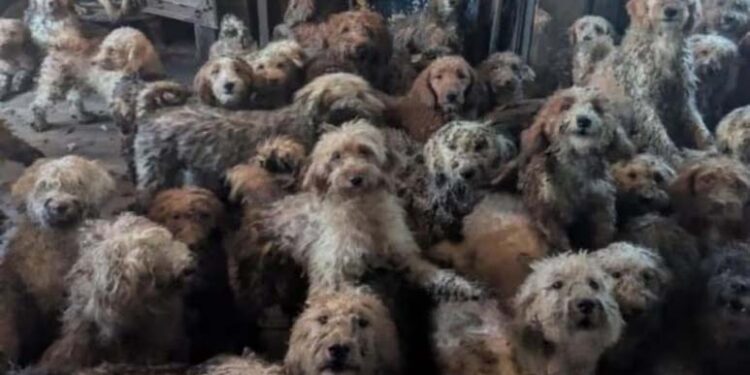 Nearly 250 Dogs Found Packed Into One Room In Scene Many Mistook For AI