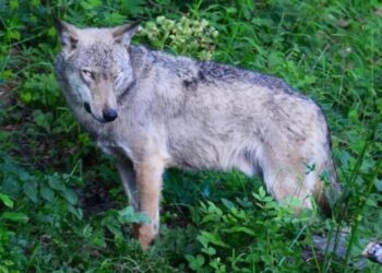 Poisoning suspected in deaths of 18 wolves in Italian national park