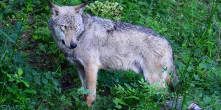 Poisoning suspected in deaths of 18 wolves in Italian national park