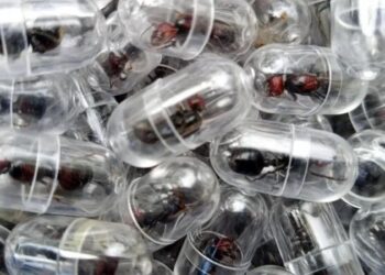 Chinese national given one year in prison for smuggling ants out of Kenya 6 Chinese national given one year in prison for smuggling ants out of Kenya