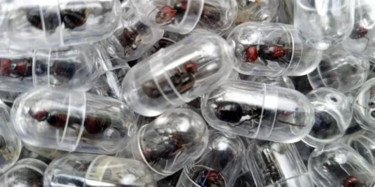 Chinese national given one year in prison for smuggling ants out of Kenya 1 Chinese national given one year in prison for smuggling ants out of Kenya