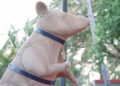 Cambodia unveils statue to honour famous landmine-sniffing rat