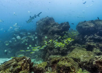 5 Italians Die In Scuba Diving Tragedy In Maldives