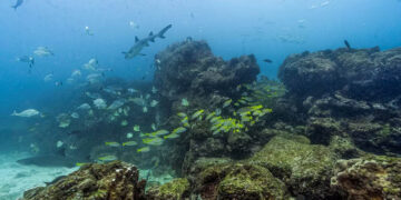 5 Italians Die In Scuba Diving Tragedy In Maldives