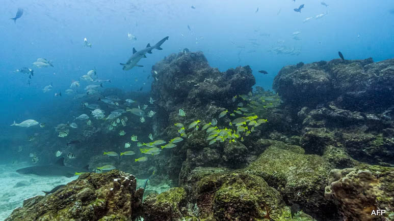 5 Italians Die In Scuba Diving Tragedy In Maldives