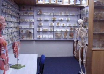 Tasmanian government apologises over stolen body parts scandal