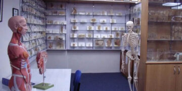Tasmanian government apologises over stolen body parts scandal
