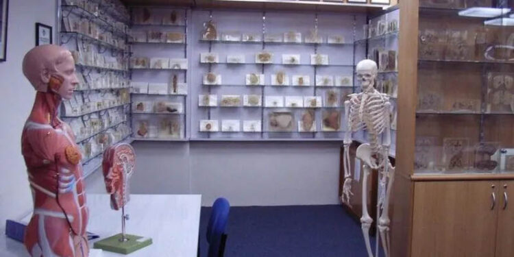 Tasmanian government apologises over stolen body parts scandal 1 Tasmanian government apologises over stolen body parts scandal
