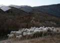 China’s Jobs Crisis Deepens: 700 Applicants Compete for Just Two Shepherd Posts