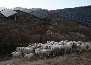 China’s Jobs Crisis Deepens: 700 Applicants Compete for Just Two Shepherd Posts
