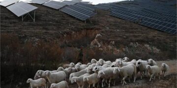 China’s Jobs Crisis Deepens: 700 Applicants Compete for Just Two Shepherd Posts