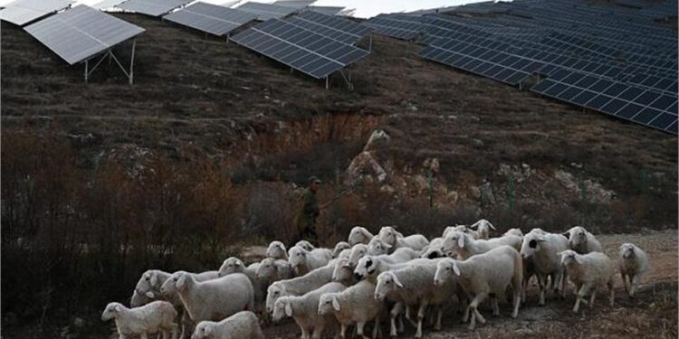 China’s Jobs Crisis Deepens: 700 Applicants Compete for Just Two Shepherd Posts 1 China’s Jobs Crisis Deepens: 700 Applicants Compete for Just Two Shepherd Posts