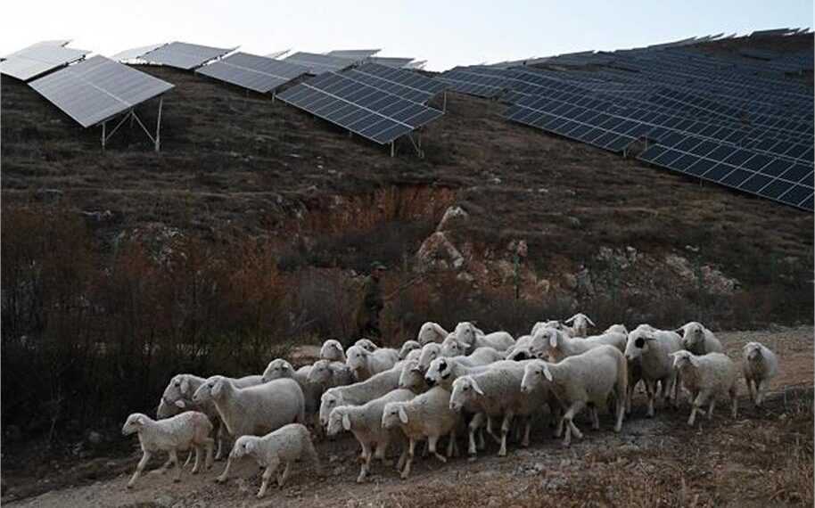 China’s Jobs Crisis Deepens: 700 Applicants Compete for Just Two Shepherd Posts