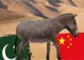 Pakistan Turns to Donkey Meat Exports as Economic Troubles Deepen
