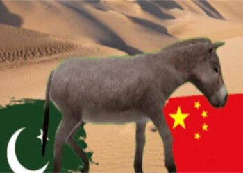 Pakistan Turns to Donkey Meat Exports as Economic Troubles Deepen