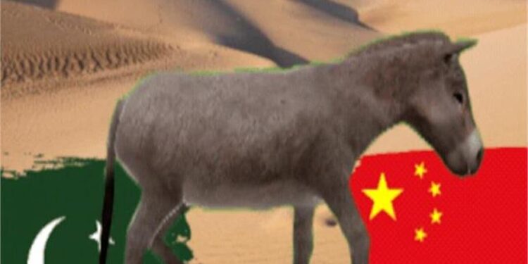 Pakistan Turns to Donkey Meat Exports as Economic Troubles Deepen 1 Pakistan Turns to Donkey Meat Exports as Economic Troubles Deepen