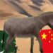 Pakistan Turns to Donkey Meat Exports as Economic Troubles Deepen