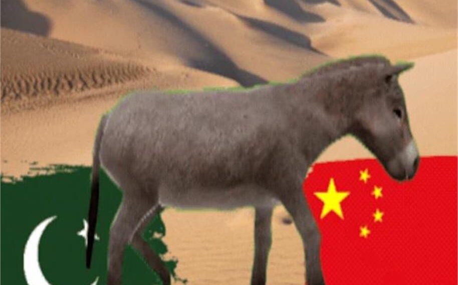 Pakistan Turns to Donkey Meat Exports as Economic Troubles Deepen