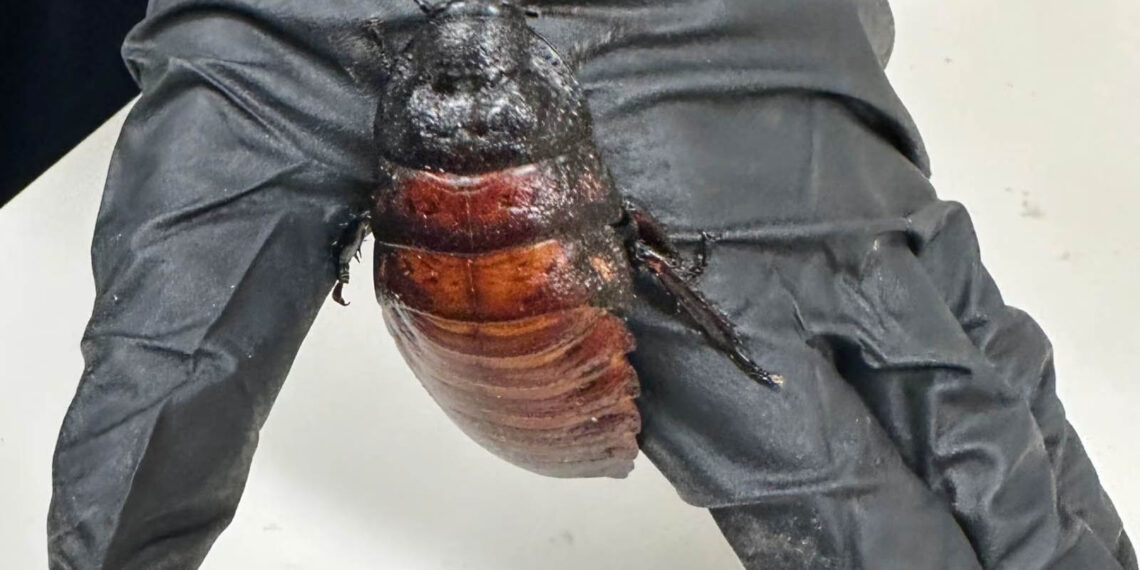 Worth USD 142,000, over 100,000 ‘illegal cockroaches’ seized in Australia