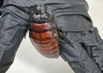 Worth USD 142,000, over 100,000 ‘illegal cockroaches’ seized in Australia