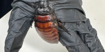 Worth USD 142,000, over 100,000 ‘illegal cockroaches’ seized in Australia