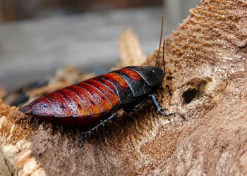 Cockroach king busted in Australia, held with 100,000 exotic roaches he bred