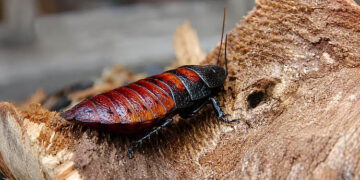 Cockroach king busted in Australia, held with 100,000 exotic roaches he bred