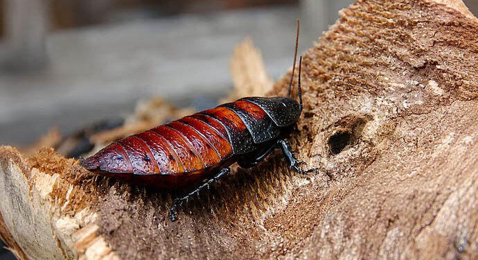Cockroach king busted in Australia, held with 100,000 exotic roaches he bred 1 Cockroach king busted in Australia, held with 100,000 exotic roaches he bred