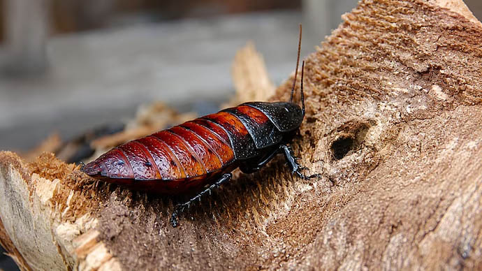 Cockroach king busted in Australia, held with 100,000 exotic roaches he bred