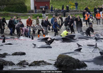 Over 700 Whales, Dolphins Massacred In Barbaric Viking-Era Grind On Faroe Islands