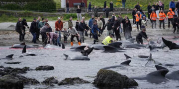 Over 700 Whales, Dolphins Massacred In Barbaric Viking-Era Grind On Faroe Islands