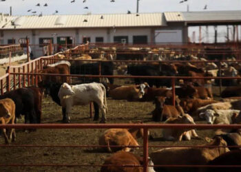 Canada bans Texas cattle over flesh-eating screwworm outbreak in US 7 Canada bans Texas cattle over flesh-eating screwworm outbreak in US