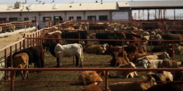 Canada bans Texas cattle over flesh-eating screwworm outbreak in US