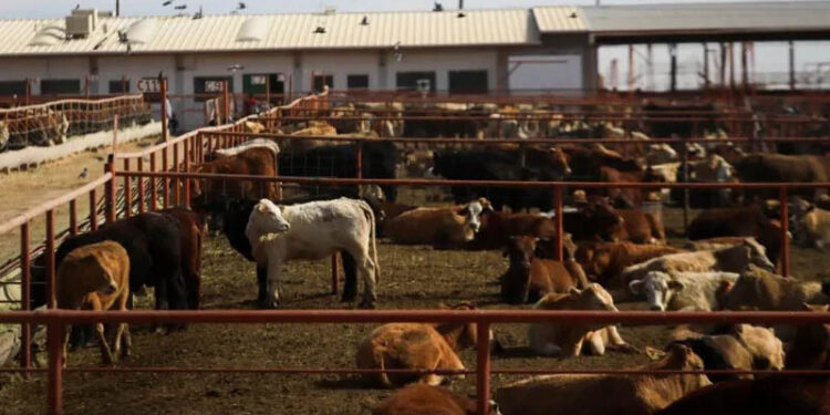 Canada bans Texas cattle over flesh-eating screwworm outbreak in US
