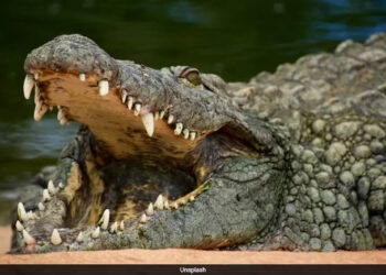 Stranger Throws 3-Year-Old Boy Into Zoo Crocodile Pit Before Heroic Rescue In UK 6 Stranger Throws 3-Year-Old Boy Into Zoo Crocodile Pit Before Heroic Rescue In UK
