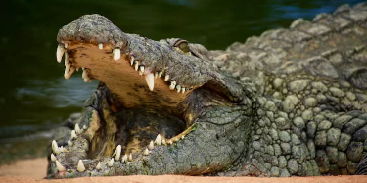 Stranger Throws 3-Year-Old Boy Into Zoo Crocodile Pit Before Heroic Rescue In UK 1 Stranger Throws 3-Year-Old Boy Into Zoo Crocodile Pit Before Heroic Rescue In UK