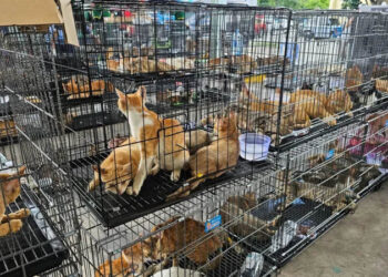 Hundreds of cats stolen for food in Vietnam rescued by police, welfare group says