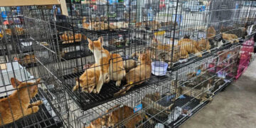 Hundreds of cats stolen for food in Vietnam rescued by police, welfare group says