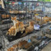 Hundreds of cats stolen for food in Vietnam rescued by police, welfare group says