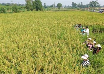 China Unveils Hybrid Rice Cloning Breakthrough: A Boon for Farmers or a New Agricultural Risk?