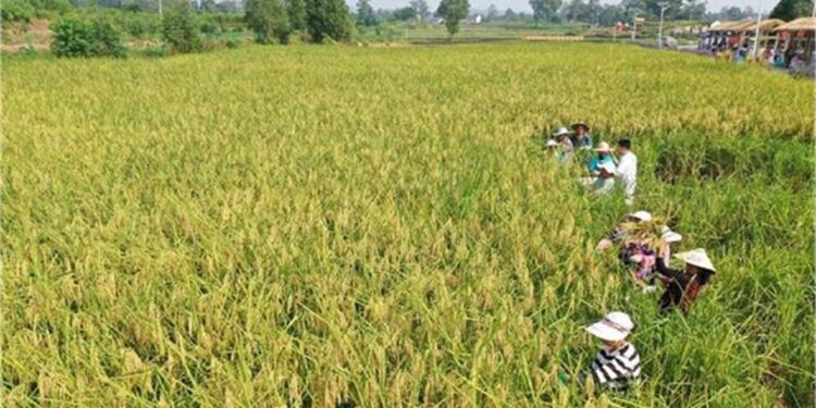 China Unveils Hybrid Rice Cloning Breakthrough: A Boon for Farmers or a New Agricultural Risk? 1 China Unveils Hybrid Rice Cloning Breakthrough: A Boon for Farmers or a New Agricultural Risk?
