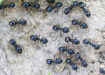 Michelin-starred restaurateur faces jail for using ants as dessert garnish