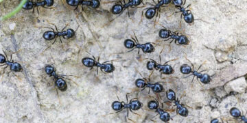 Michelin-starred restaurateur faces jail for using ants as dessert garnish