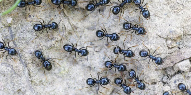 Michelin-starred restaurateur faces jail for using ants as dessert garnish 1 Michelin-starred restaurateur faces jail for using ants as dessert garnish