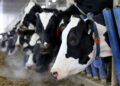 Canada’s ‘powerful’ dairy sector is in Trump’s trade crosshairs