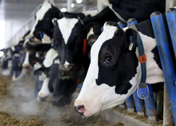 Canada’s ‘powerful’ dairy sector is in Trump’s trade crosshairs