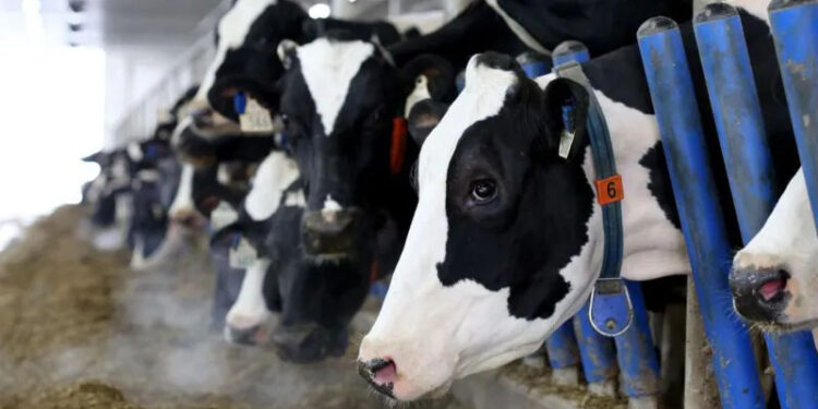 Canada’s ‘powerful’ dairy sector is in Trump’s trade crosshairs