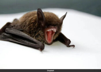 11-Year-Old Canadian Boy Dies Of Rabies After Waking Up With Bat On His Face 7 11-Year-Old Canadian Boy Dies Of Rabies After Waking Up With Bat On His Face