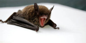 11-Year-Old Canadian Boy Dies Of Rabies After Waking Up With Bat On His Face