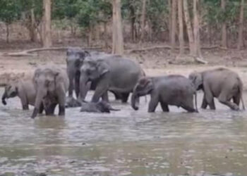 Deaths Of 15 Elephants In Kenya’s National Park Spark Investigation